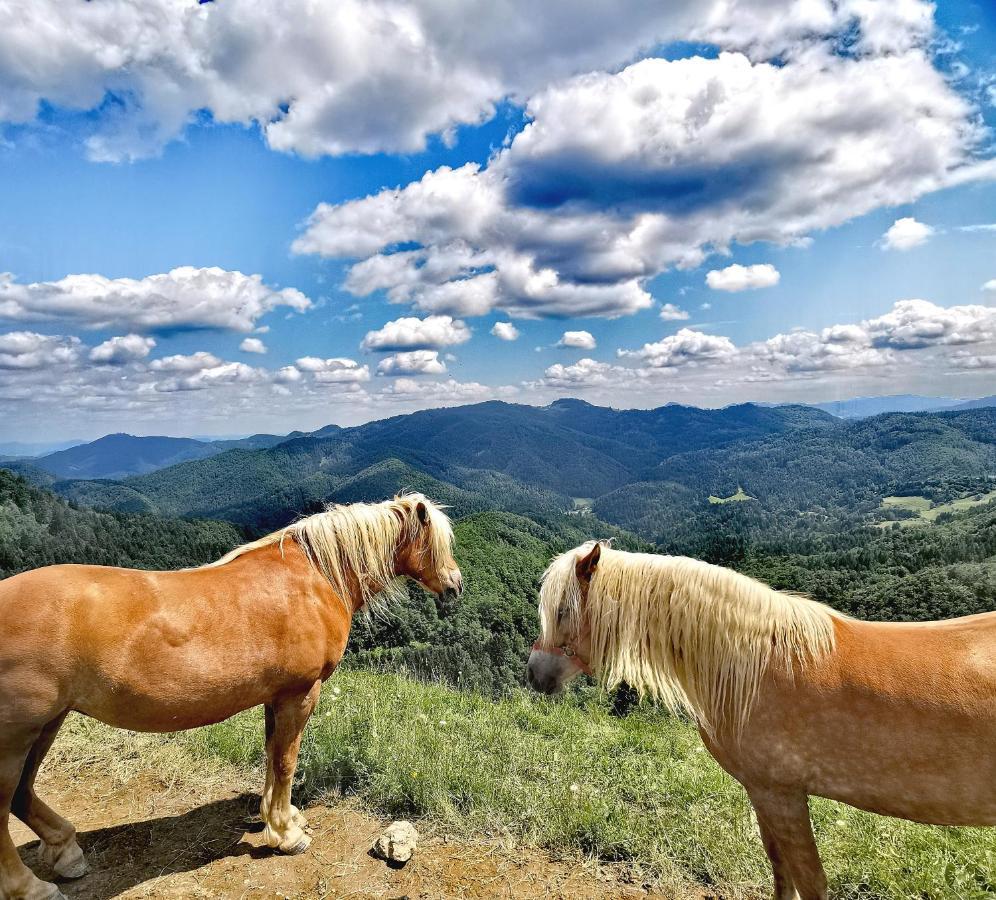 Bajta Kroparica Buitenkant foto